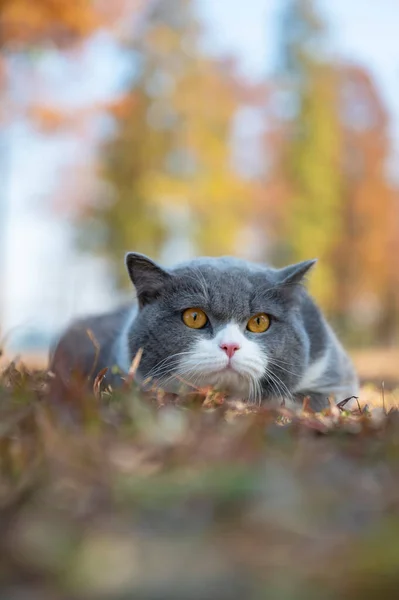 British Shorthair Couché Sur Herbe — Photo