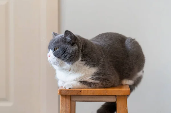 British Shorthair Lying Stool — Stock Photo, Image