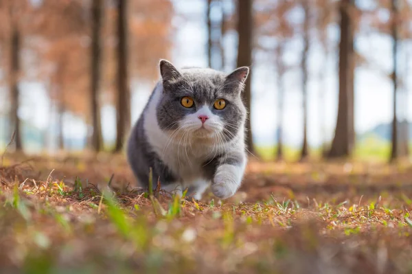 Britská Krátkosrstá Kočka Kráčí Lesem — Stock fotografie