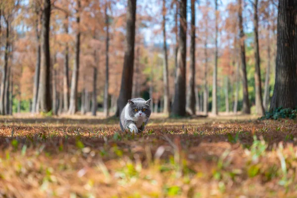 英国短毛猫在森林里散步 — 图库照片