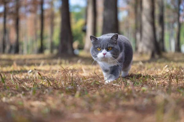 Britská Krátkosrstá Kočka Kráčí Lesem — Stock fotografie