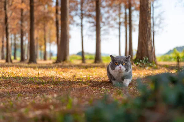 Britânico Gato Shorthair Andando Floresta — Fotografia de Stock