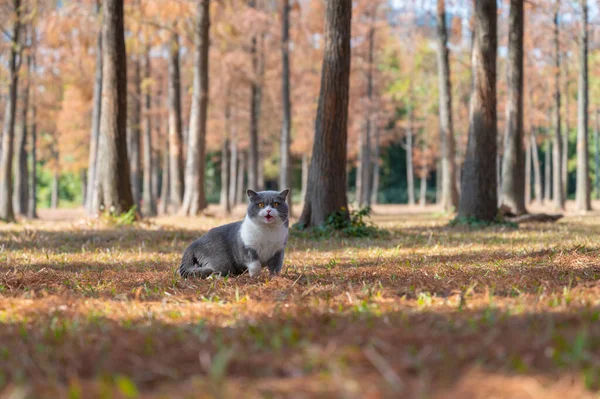 Británico Taquigrafía Gato Hierba Bosque —  Fotos de Stock