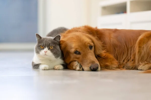 British Shorthair Golden Retriever — Fotografia de Stock