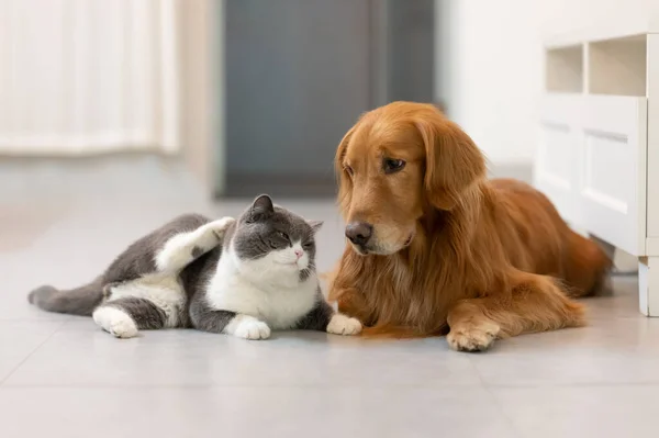 Britisch Kurzhaar Und Golden Retriever — Stockfoto