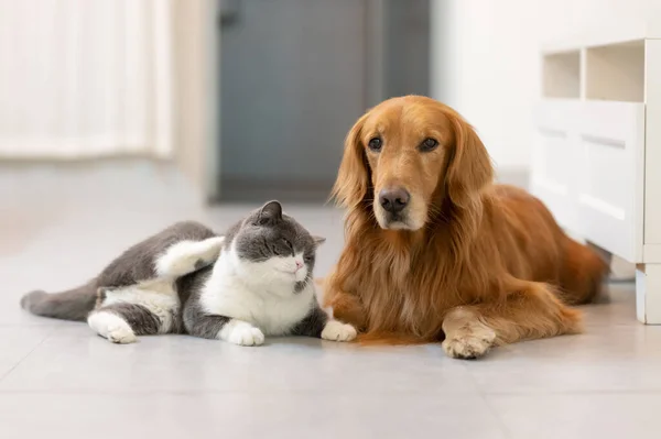 Britisch Kurzhaar Und Golden Retriever — Stockfoto