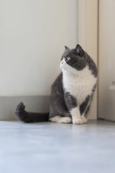 Bonito Britânico Shorthair Gato Tiro Casa — Fotografia de Stock