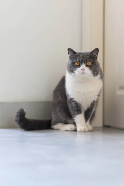 Draguta Britanic Shorthair Pisica Interior Shot — Fotografie, imagine de stoc