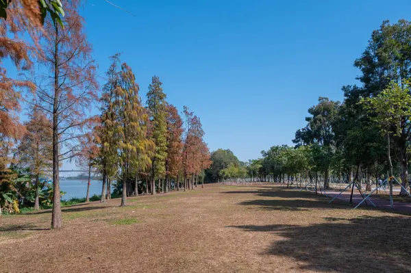 Park Krajiny Trávy Stromů — Stock fotografie