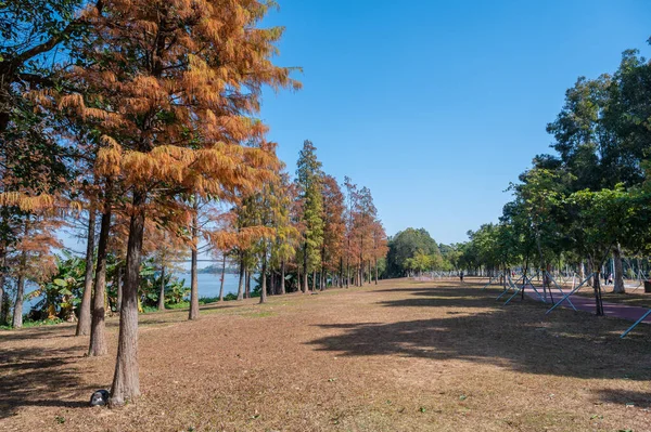 Park Krajiny Trávy Stromů — Stock fotografie