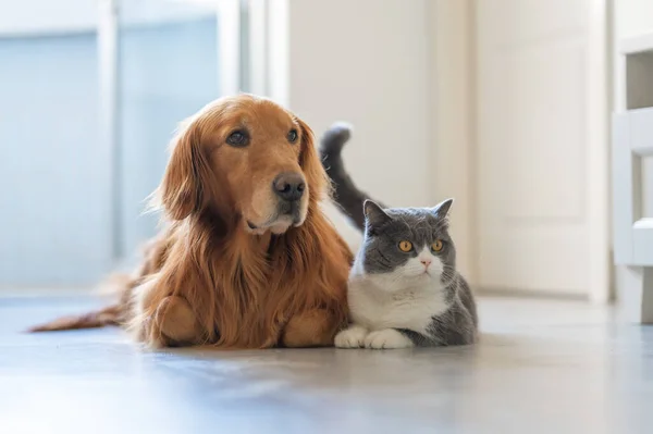 British Shorthair Golden Retriever — Fotografia de Stock