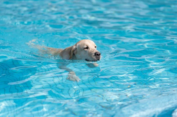 Labrador Retrívr Plavání Bazénu — Stock fotografie