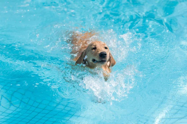 Labrador Retriever Κολύμπι Στην Πισίνα — Φωτογραφία Αρχείου