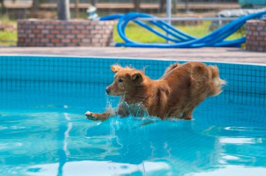 The moment the golden retriever jumped into the water clipart