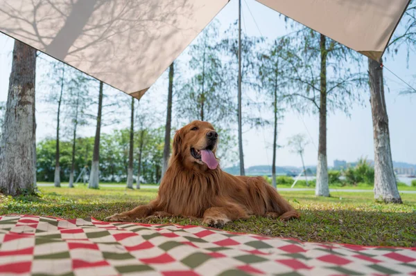 Golden Retriever Está Acampando Aire Libre Tendido Hierba — Foto de Stock