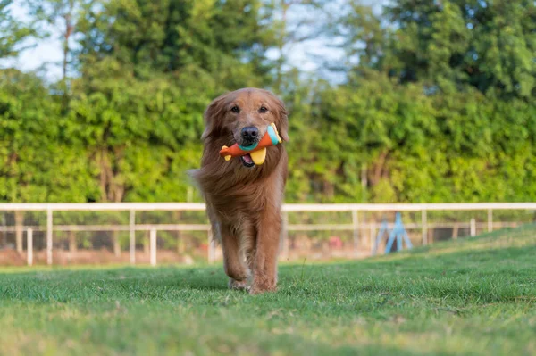 Golden Retriever Playing Grass Toy Its Mouth — Φωτογραφία Αρχείου