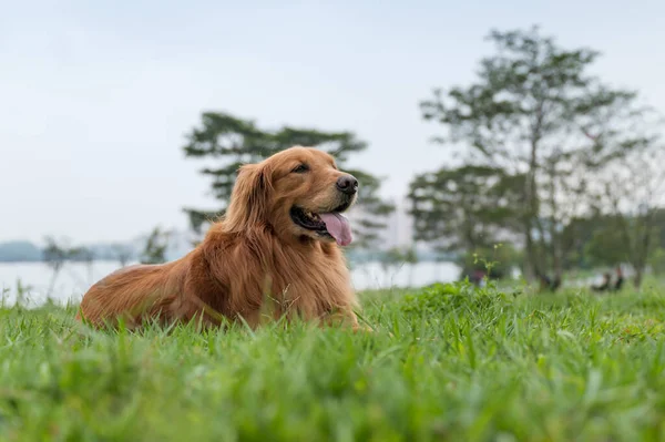 Golden Retriever Yaciendo Sobre Hierba — Foto de Stock