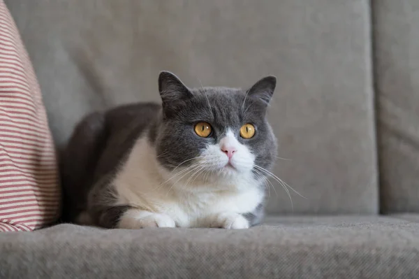 British Shorthair Ξαπλωμένη Στον Καναπέ — Φωτογραφία Αρχείου