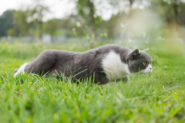 Britská Krátkosrstá Kočka Plazící Trávě — Stock fotografie