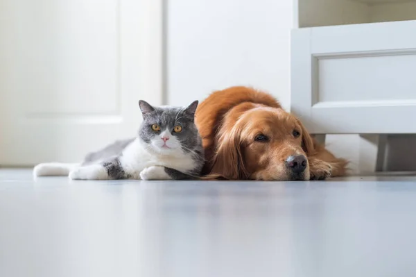 British Shorthair Golden Retriever — Fotografia de Stock