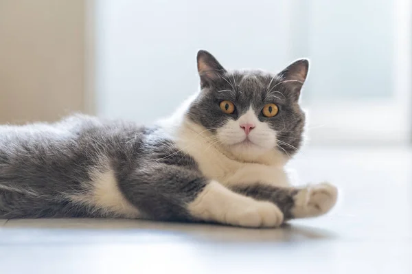 Britânico Shorthair Deitado Chão — Fotografia de Stock