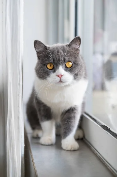 Gato Britânico Bonito Shorthair Pela Janela — Fotografia de Stock