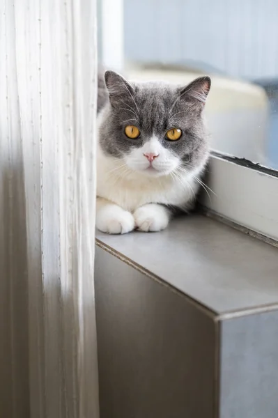 Lindo Británico Taquigrafía Gato Por Ventana — Foto de Stock