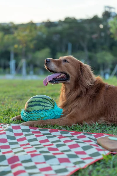 Golden Retriever Leży Trawie Trzymając Arbuza — Zdjęcie stockowe