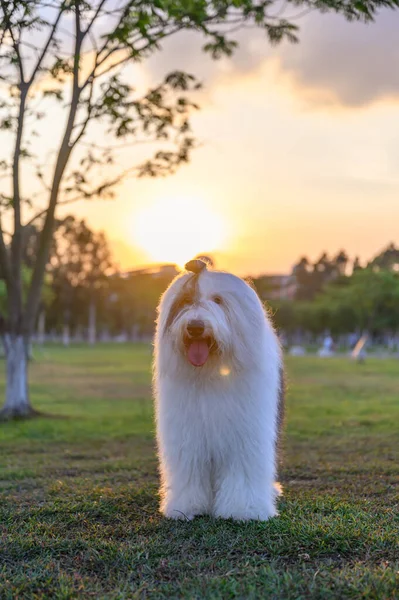 Por Noche Perro Pastor Antiguo Está Pie Sobre Hierba — Foto de Stock