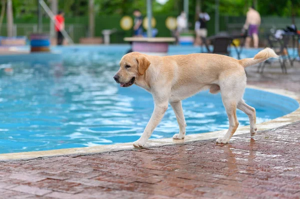 Labrador Retrívr Procházející Kolem Bazénu — Stock fotografie
