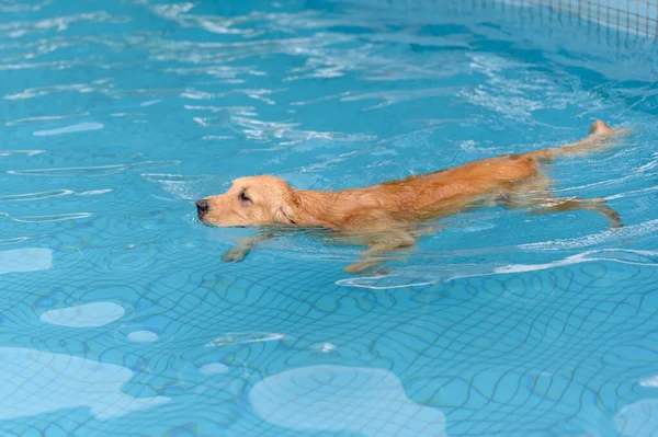 Golden Retriever Plavání Bazénu — Stock fotografie