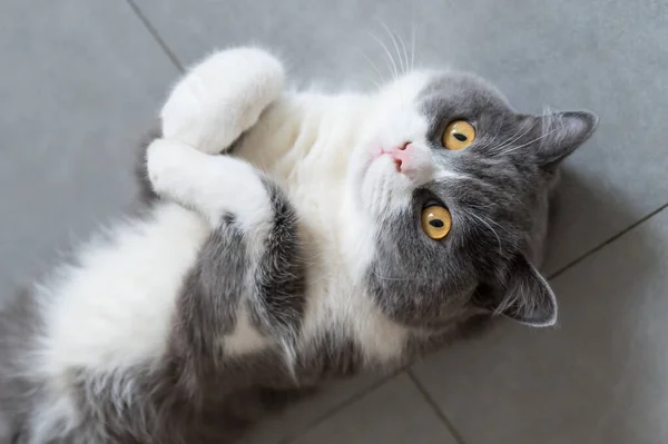 Británico Taquigrafía Gato Acostado Suelo — Foto de Stock