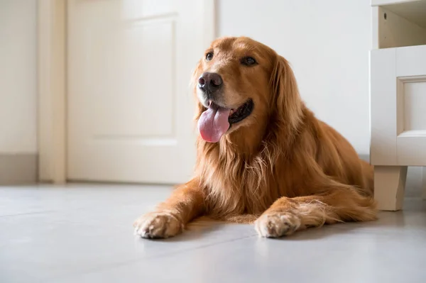 Golden Retriever Tendido Suelo — Foto de Stock