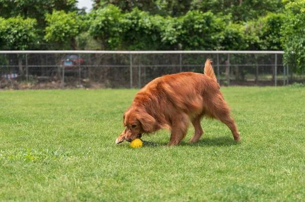 Golden Retriever Παίζει Στο Γρασίδι — Φωτογραφία Αρχείου