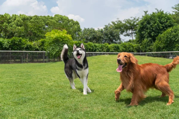 Golden Retriever Και Husky Παίζουν Στο Γρασίδι — Φωτογραφία Αρχείου