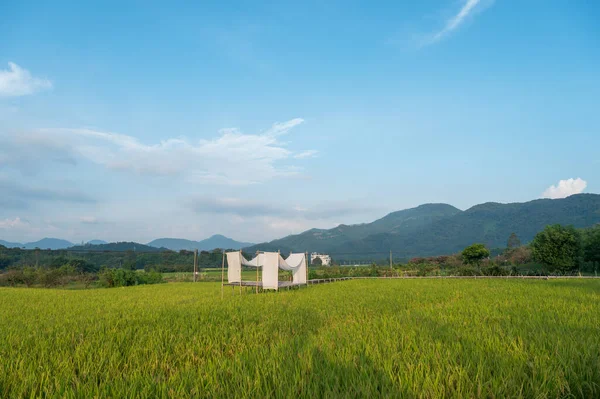 Bela Paisagem Campos Arroz Rural — Fotografia de Stock