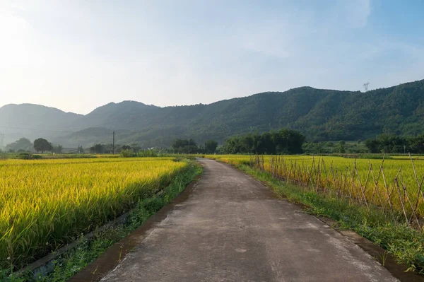 Schöne Landschaft Ländlicher Reisfelder — Stockfoto