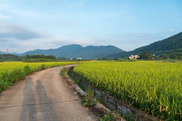 Bela Paisagem Campos Arroz Rural — Fotografia de Stock