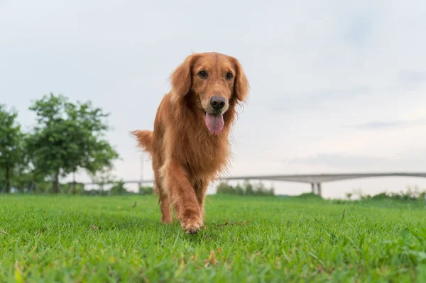 Golden Retriever Περπάτημα Στο Γρασίδι — Φωτογραφία Αρχείου