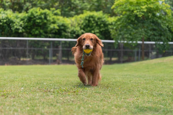 Golden Retriever Playing Grass Toy Its Mouth — Φωτογραφία Αρχείου