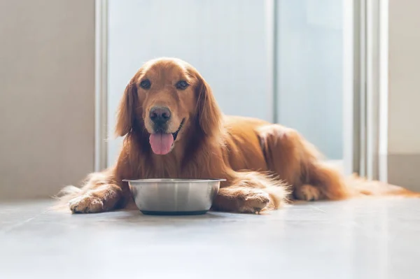 Golden Retriever Sua Tigela Cão — Fotografia de Stock