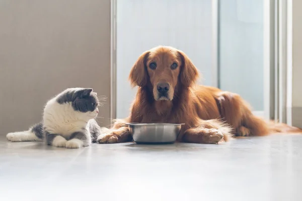 Golden Retriever Και British Shorthair Τρώνε Μαζί — Φωτογραφία Αρχείου