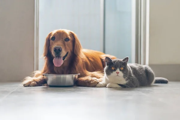 Golden Retriever British Shorthair Comem Juntos — Fotografia de Stock