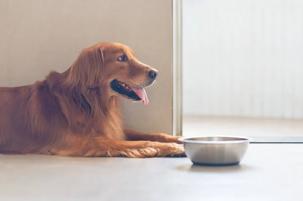 Golden Retriever Tergeletak Lantai Dan Mangkuk — Stok Foto