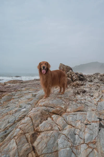 Golden Retriever Rocha Junto Mar — Fotografia de Stock