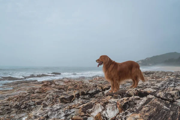 Golden Retriever Debout Sur Rocher Bord Mer — Photo