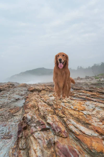 海のそばの岩の上に立つ黄金のレトリバー — ストック写真
