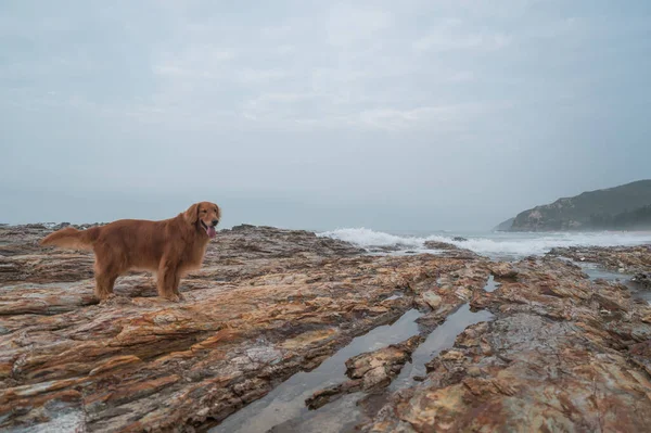 Golden Retriever Rocha Junto Mar — Fotografia de Stock