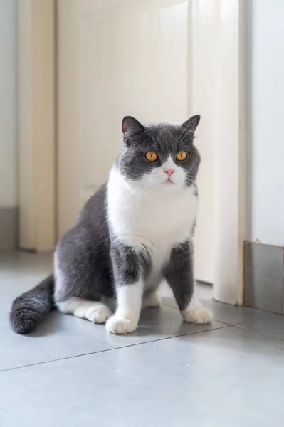 Kucing Bulu Pendek Yang Duduk Lantai — Stok Foto