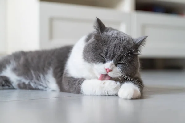 British Shorthair Tumbado Suelo Lamiendo Patas — Foto de Stock